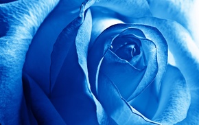 blue, macro, photography, flowers, rose