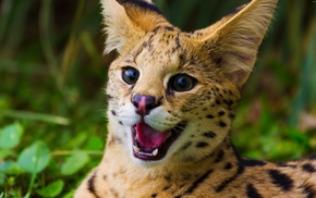 grass, serval