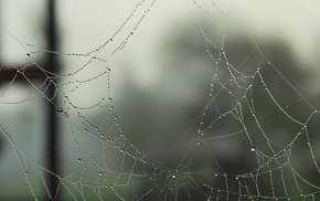 water drops, spiderwebs