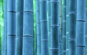 bamboo, nature, trees, photography, plants