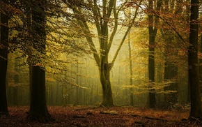 nature, calm, leaves, sunlight, Netherlands, trees