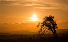 nature, landscape, trees, Sun