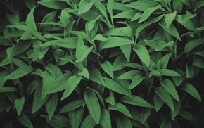 green, leaves, photography, plants