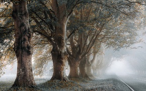 trees, landscape, road