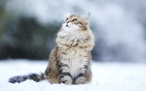 looking up, cat, snow, animals