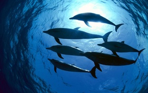 photography, animals, water, dolphin, underwater, nature