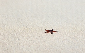 beach, nature, starfish, photography, sand