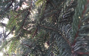 branch, fir, tree