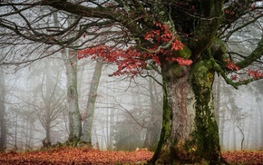 trees, nature, mist, landscape