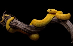 branch, yellow, snake, simple, black background, animals