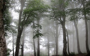 mist, trees, forest, nature