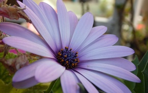 plants, macro, flowers