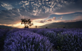 field, clouds, flowers, nature