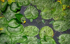 macro, plants, water