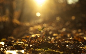 nature, plants, photography, sunlight, fall, depth of field