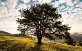 trees, nature