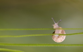 nature, snail, depth of field, simple, closeup, macro