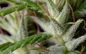 cannabis, nature, trichomes, plants, green