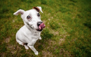 Jack Russell Terrier, dog