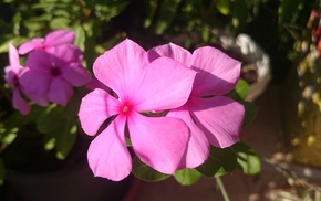 periwinkle, flowers