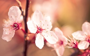 flowers, nature