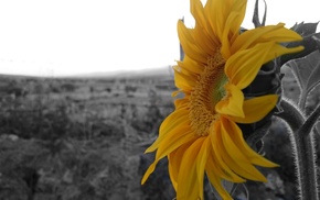 Sun, yellow, sunflowers, flowers, black, selective coloring