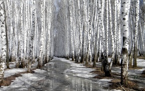 winter, trees, snow, nature