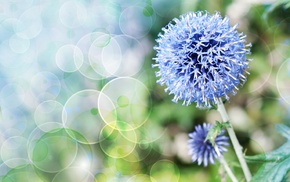 flowers, macro, plants