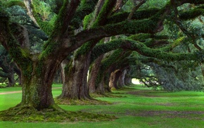 grass, nature, trees