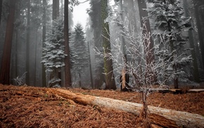 nature, forest, trees, snow, winter