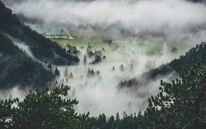 mist, pine trees