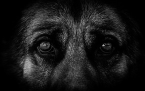 dog, German Shepherd, eyes