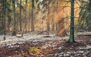 plants, forest, trees, landscape