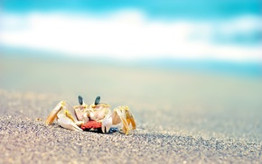 crabs, animals, beach