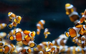 clownfish, fish, macro, animals
