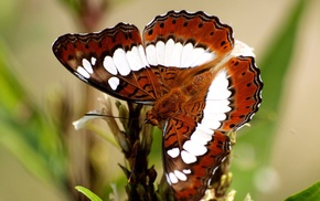 macro, lepidoptera