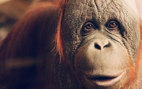 orangutans, animals, apes