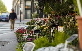 plants, urban, markets, depth of field, flowers, street