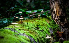 nature, macro, moss, mushroom