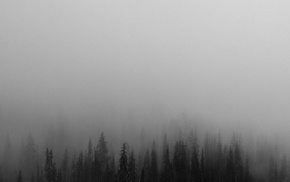 monochrome, mist, nature, trees