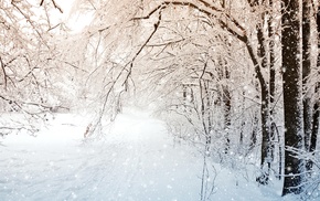 nature, trees, snow, winter