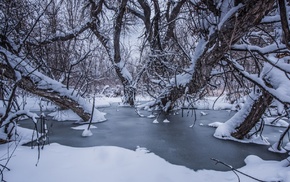 trees, snow, winter