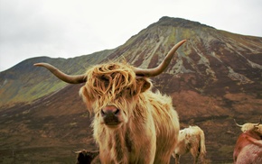 cow, Highland Cattle, animals