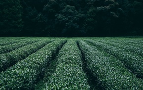 nature, trees, field