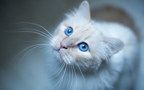 cat, blue eyes