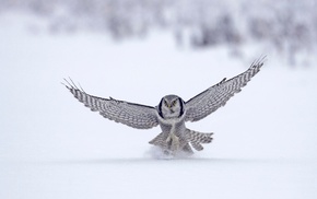 owl, wings, snow, birds