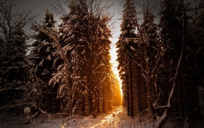 winter, landscape, sunlight, trees, snow