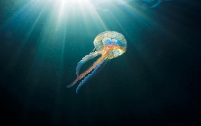 underwater, sea, jellyfish, sunlight, animals