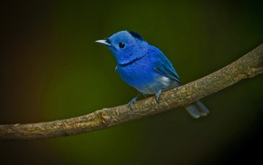twigs, birds, animals, blue