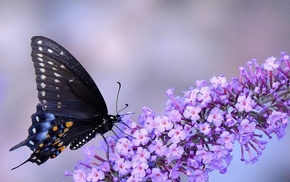 macro, butterfly, insect, animals, flowers, purple flowers